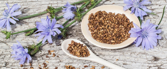 What is Chicory Root Fiber? - 100calsnacks