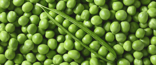 Pea Protein: What It Is? - 100calsnacks